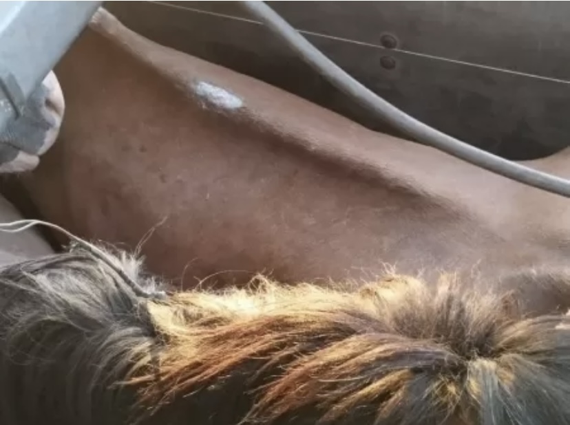 Homem é preso com 27 cavalos destinados ao abate ilegal para fabricação de mortadela