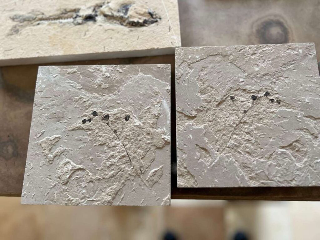 Combate ao tráfico de fósseis: PMCE recolhe 13 peças na região do Cariri 6 img 1612 1