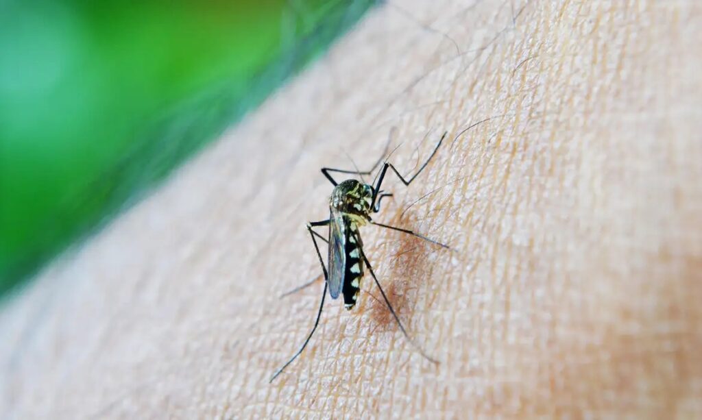 Casos de dengue em gestantes aumentam 345% em 2024 3 img 2889