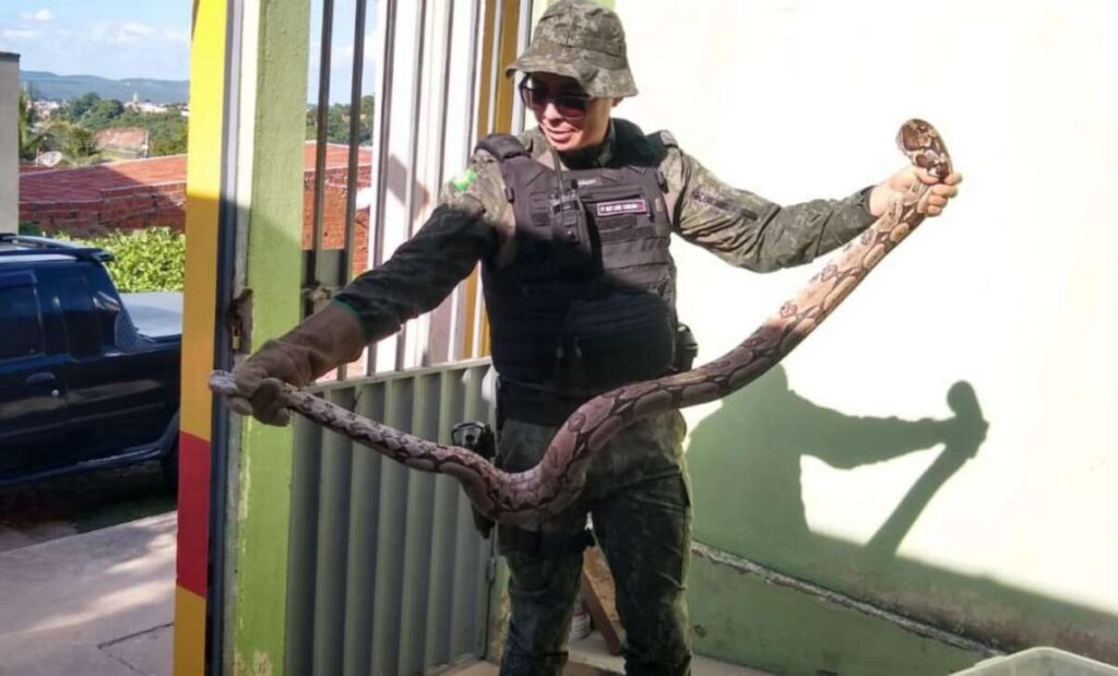 Em ações distintas, PMCE realiza resgate de duas cobras no Cariri 5 img 4390 1