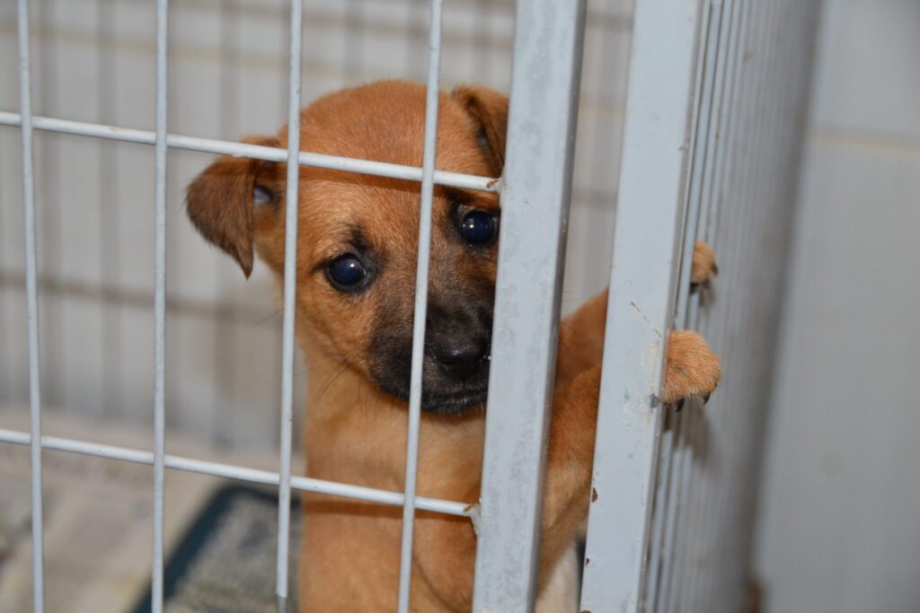 Novo Código Civil deve reconhecer que animais são seres com sentimentos e direitos 1 doguinho