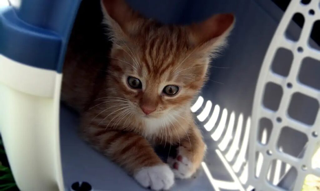 Médicos veterinários pedem regulamentação para transporte de animais 8 img 0716