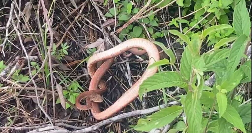 PMCE resgata cobra salamanta em uma residência no município de Abaiara 8 img 4619 1