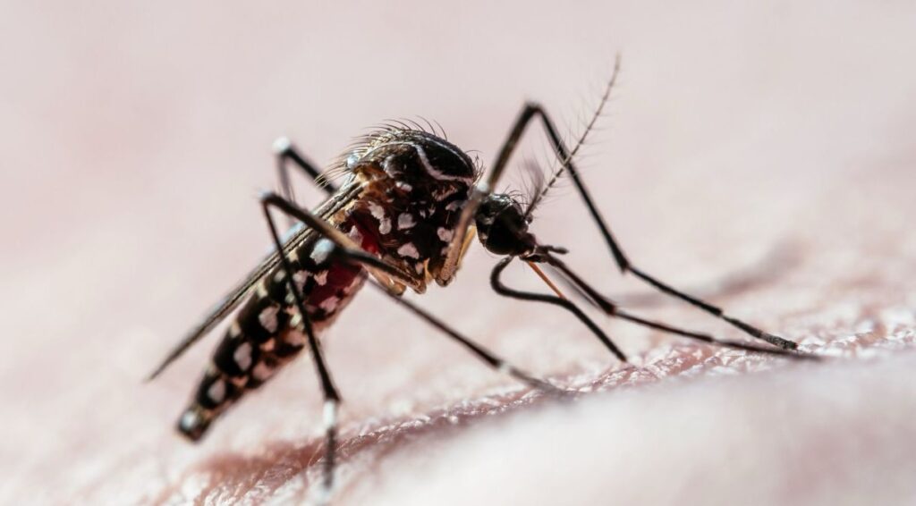 Brasil se aproxima de mil mortes por dengue em 2024 2 img 4733 2 1