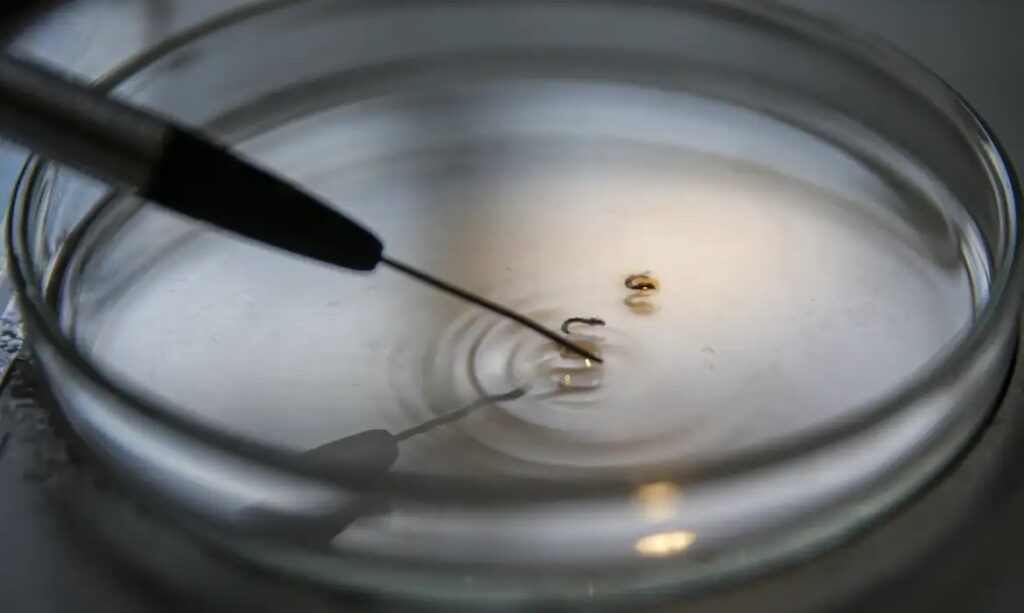 Brasil supera 1 mil mortes por dengue este ano 4 img 4767