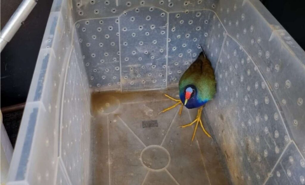 PMCE resgata frango-d’água-azul encontrado dentro de residência em Juazeiro do Norte 3 img 5029 1