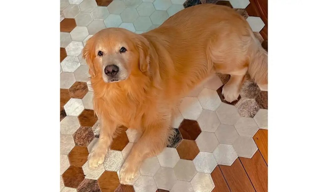 Câmara aprova projeto que obriga aéreas a rastrear transporte de pets 1 img 1239