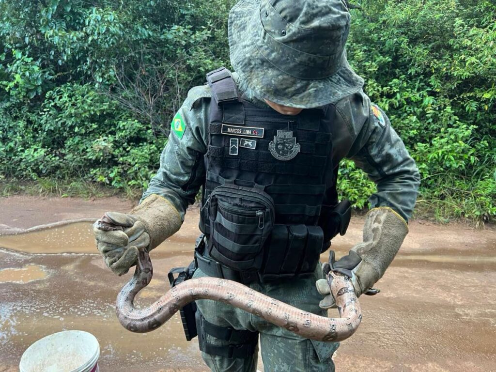 PMCE resgata jiboia em residência no município de Barbalha 11 img 1352 1