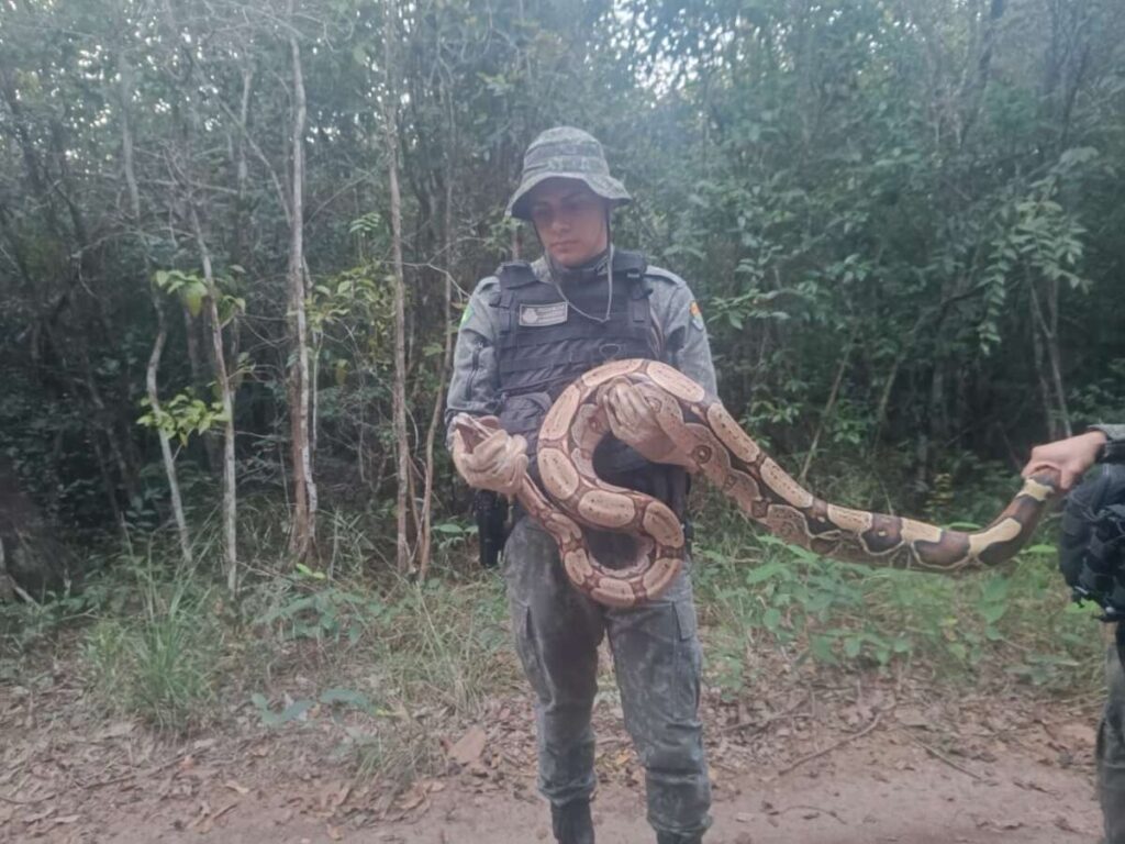 Polícia Militar resgata gavião carijó e jiboia em ações distintas na Região Sul do Estado 4 img 2760 1