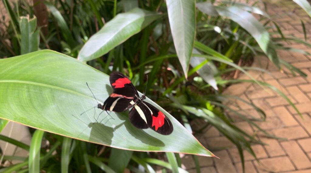 Mirante do Caldas e URCA realizam reabertura do Borboletário do Cariri no dia 12 de julho 7 WhatsApp Image 2024 07 01 at 14.41.27