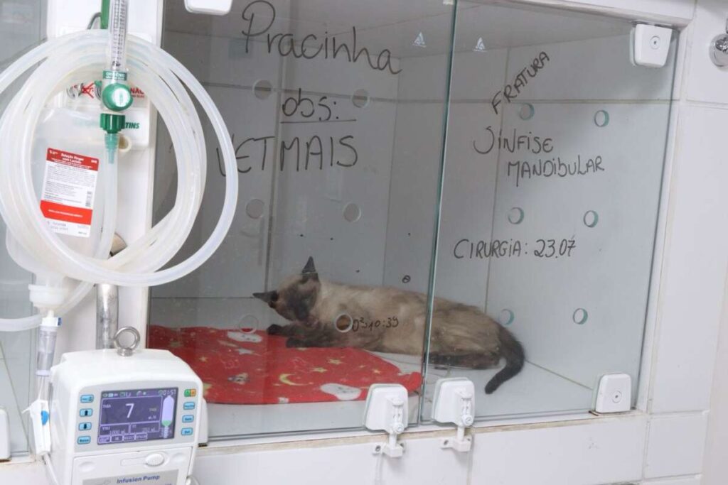 Programa Vet+Ceará realiza mais de 500 procedimentos em 13 dias de funcionamento 4 img 4040 1