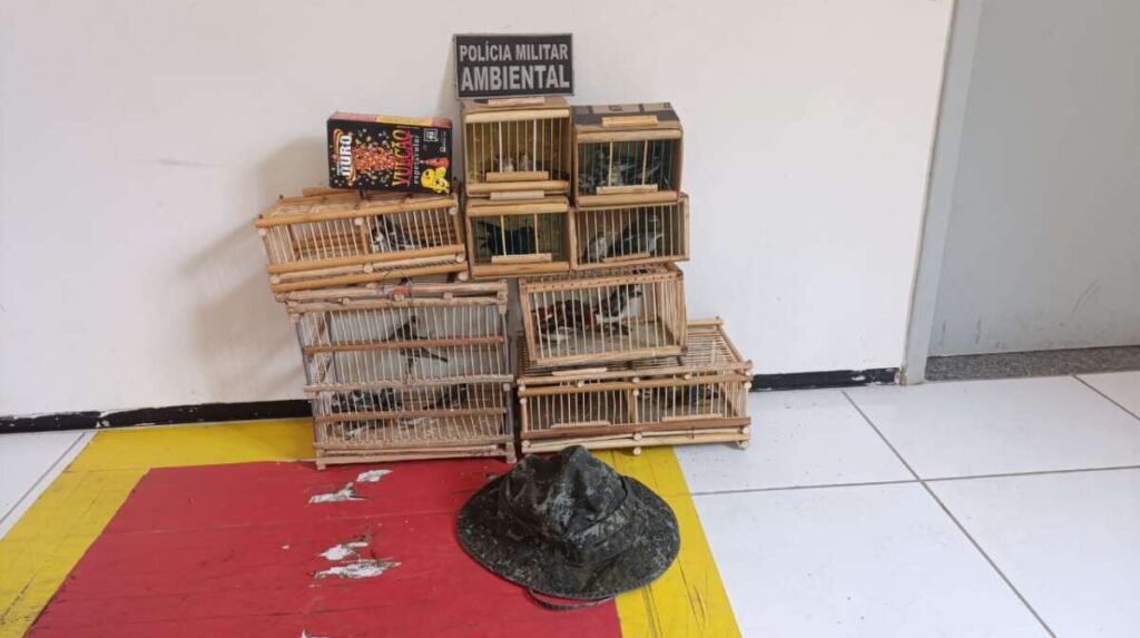 PMCE resgata 37 aves silvestres em operação de combate ao comércio ilegal em Juazeiro do Norte