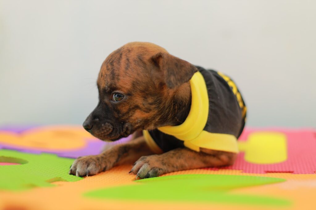 WhatsApp Image 2024 11 06 at 09.16.37