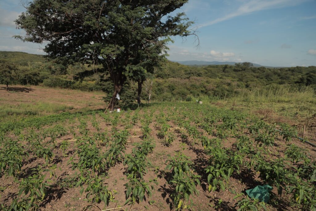 Seagri inicia distribuição de boletos do Programa Garantia Safra 5 IMG 20241216 WA0035