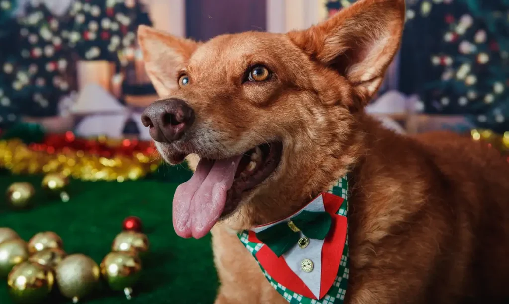 ensaio natal pet vale 76