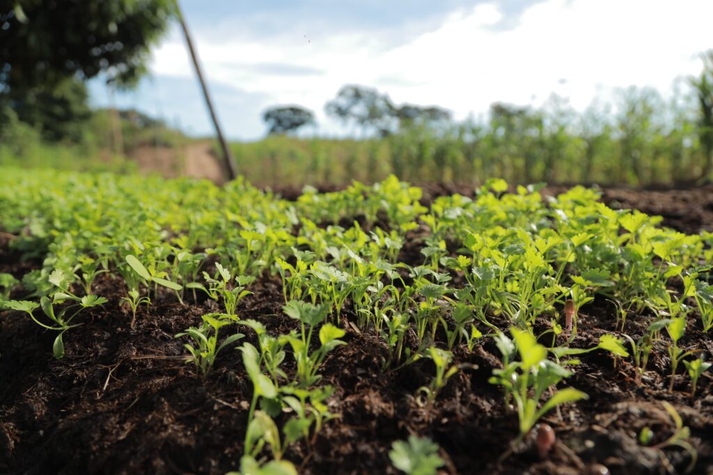 Segunda Fazenda Agroecológica deve beneficiar dezenas de agricultores em Juazeiro do Norte 10 IMG 20250220 WA0062