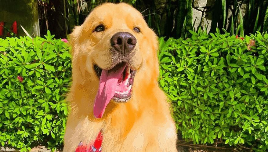 Senado aprova 'Lei Joca' para transporte aéreo de animais domésticos 1 4929728364332297707