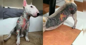 capadog 00600911 0 3
