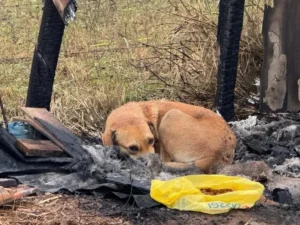 Estao vendo isso Essa cachorrinha tinha casinha para se abrigar do frio. colocaram FOGO na cas 1024x768.jpg