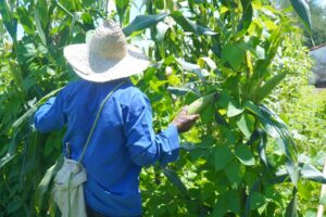 Juazeiro do Norte divulga calendário de cadastramento de agricultores familiares para o Garantia-Safra 2026/2027